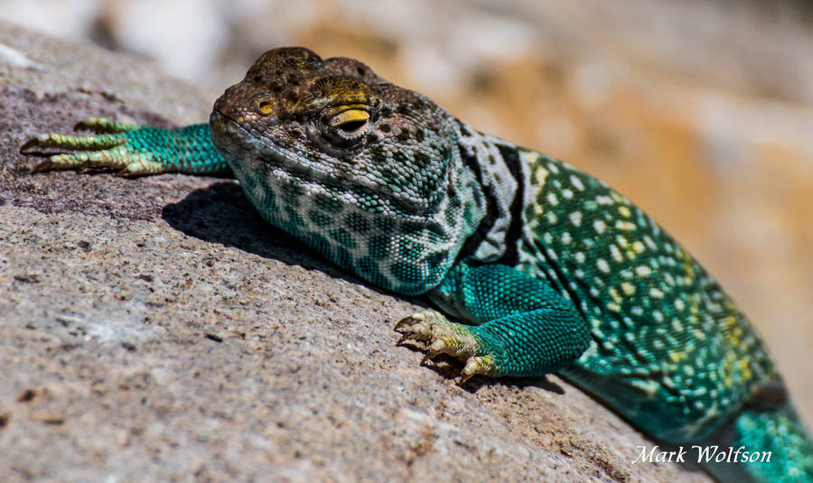 Blue Green Eastern Collared Lizard Wallpaper