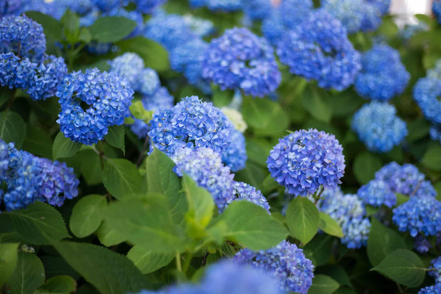 Blue Hydrangea Flowers Outdoors Wallpaper