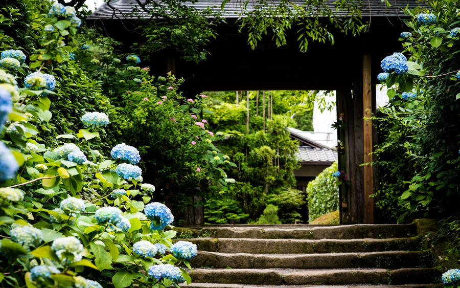 Blue Hydrangea Flowers Outside Entrance Doorway Wallpaper