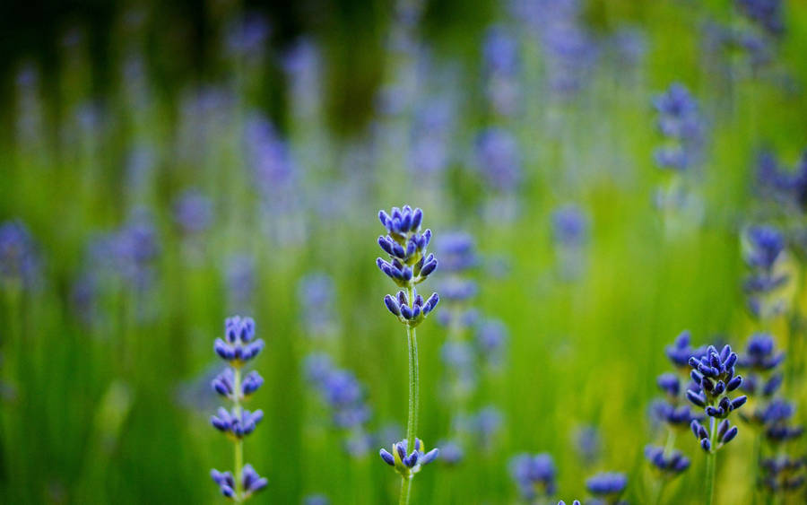 Blue Lavender Field Macro Wallpaper