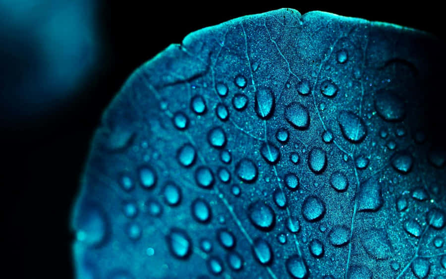 Blue Leaf Water Droplets Wallpaper