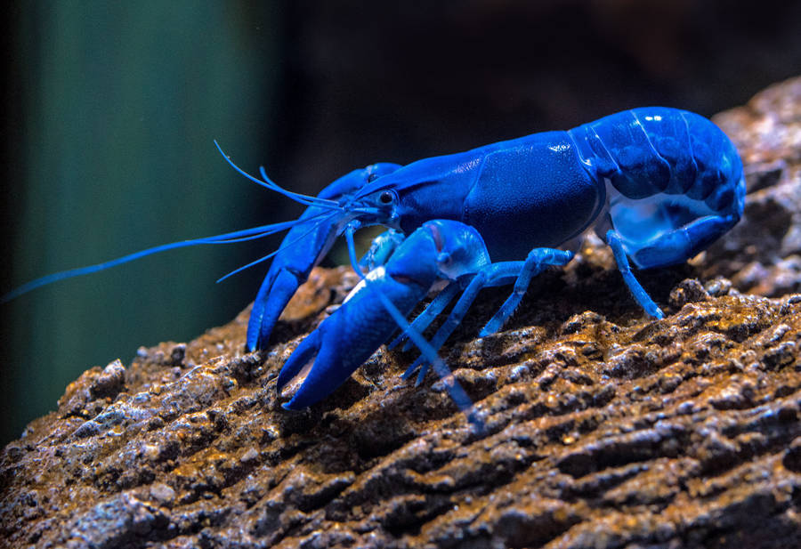 Blue Lobster On Mossy Rock Wallpaper