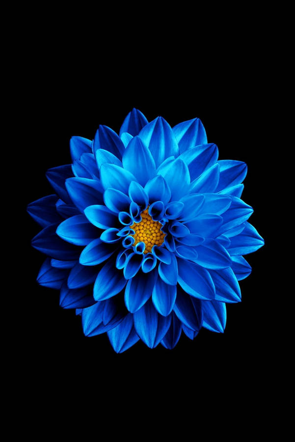 Blue Lotus Flower Iphone 4s Wallpaper