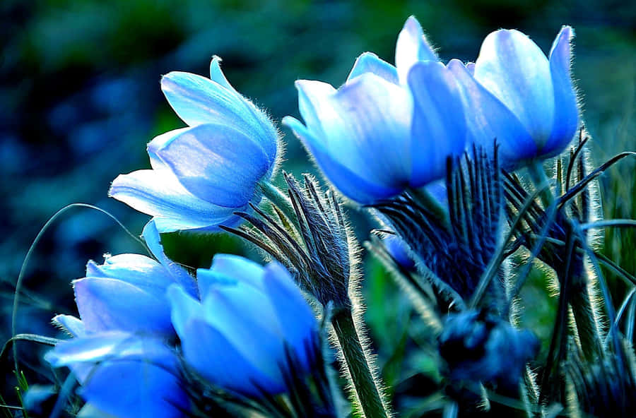 Blue Luminescent Desktop Background Wallpaper