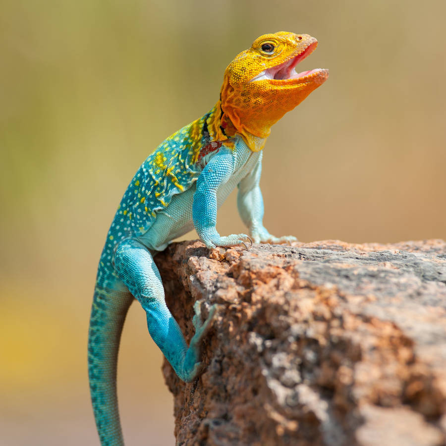 Blue Orange Eastern Collared Lizard Mouth Open Wallpaper