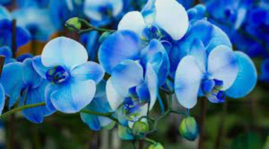 Blue Orchid Variety Wallpaper