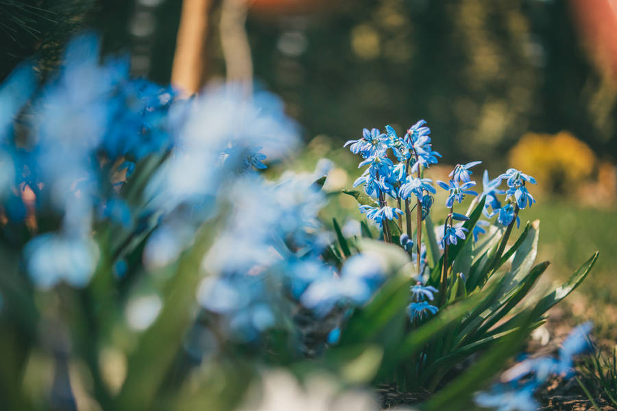 Blue Roses Stand In Stark Contrast To The Bright Green Leaves Of The Meadow Wallpaper