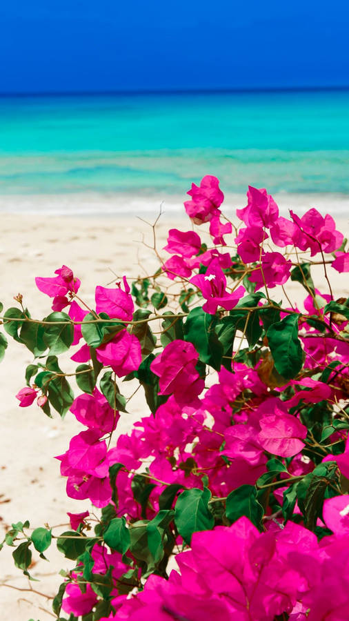 Blue Sea And Bougainvillea Wallpaper