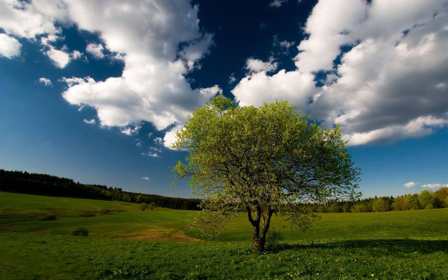 Blue Sky Above Greenery Wallpaper