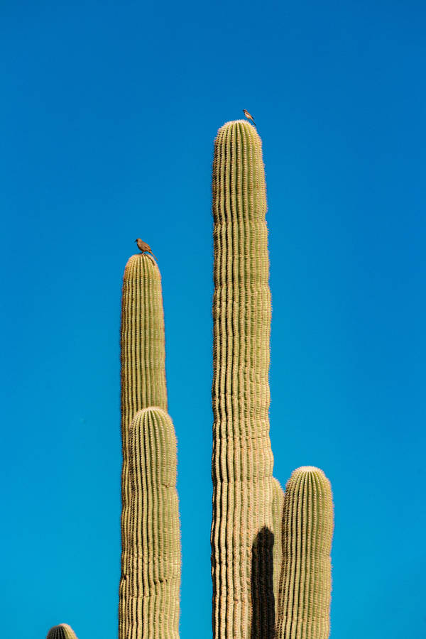 Blue Sky Cactus Plant Aesthetic Wallpaper