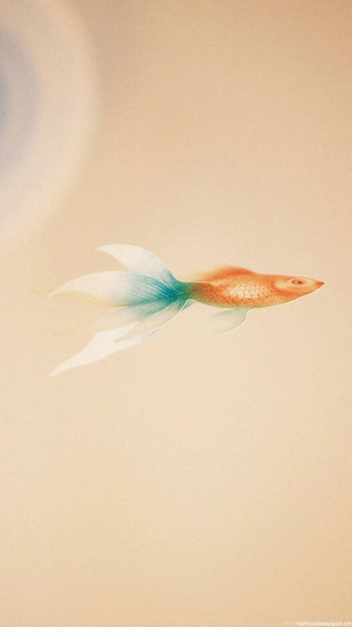 Blue-tailed Goldfish Wallpaper