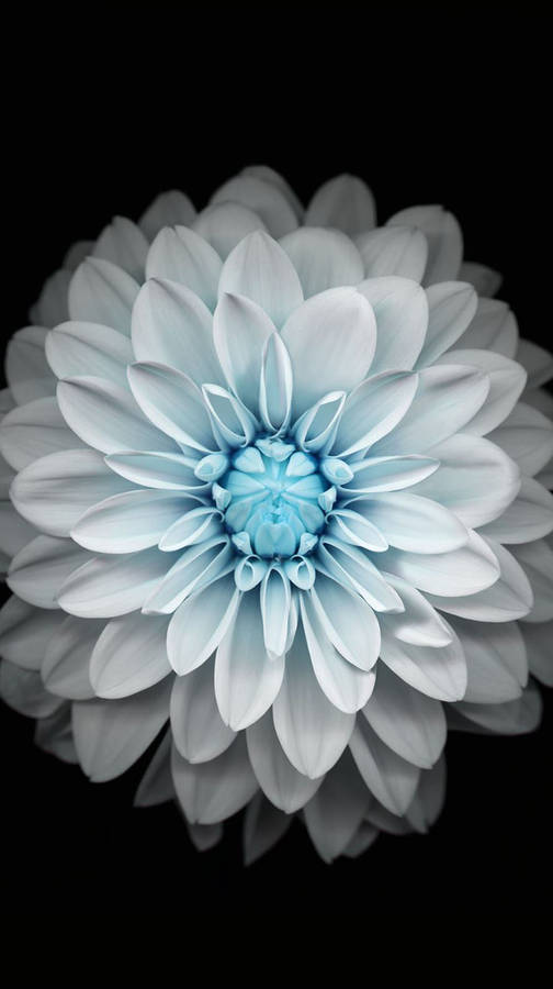 Blue White Dahlia Pinnata Apple Flower Wallpaper