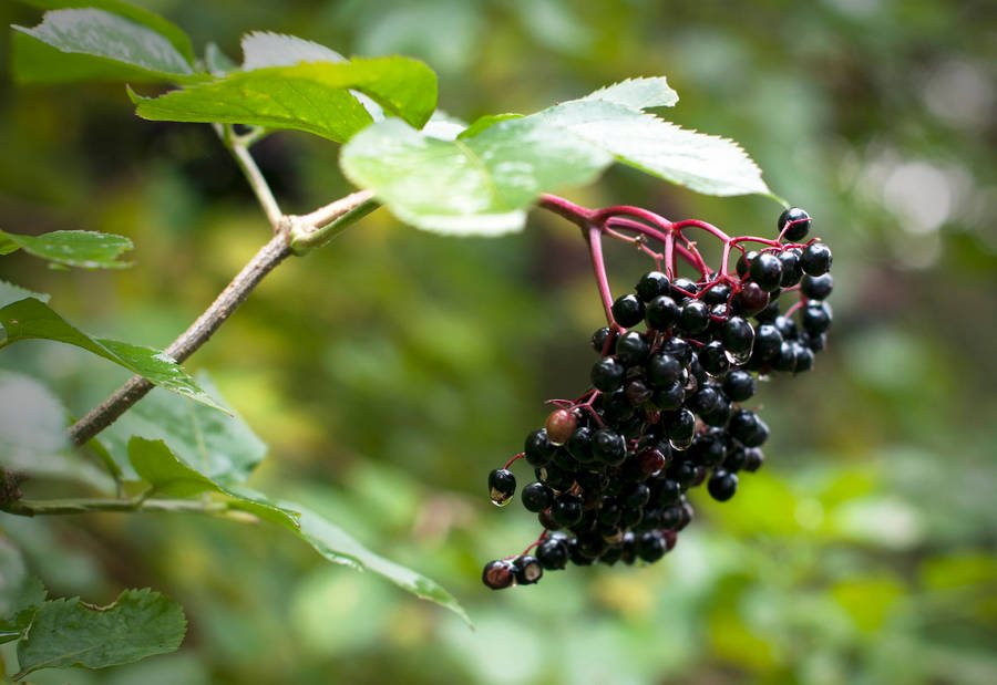 Bokeh Hanging Purple Elderberry Fruits Wallpaper