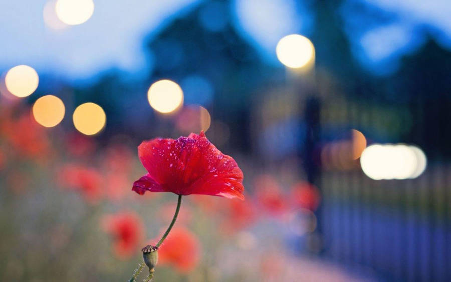 Bokeh Red Poppy Wallpaper