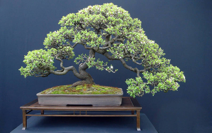 Bonsai Tree Kengai Style Photography Wallpaper