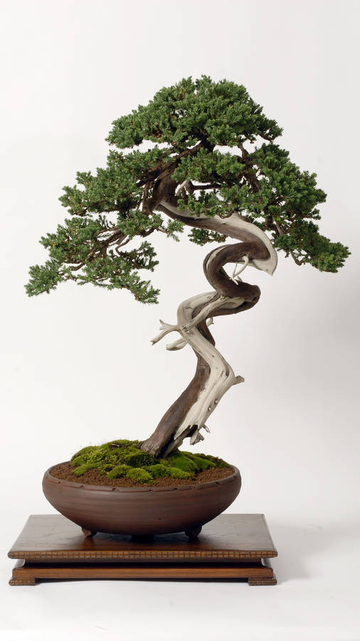 Bonsai Tree Moyogi Style Tiny Plant Photography Wallpaper