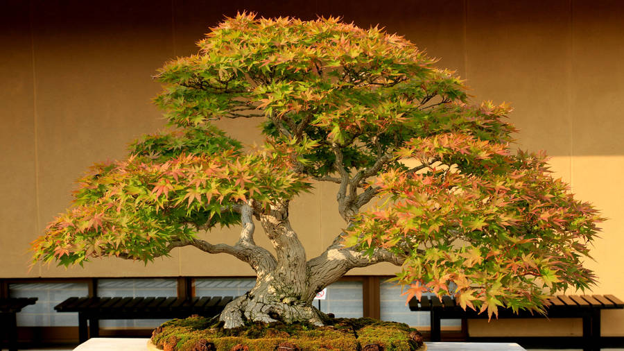 Bonsai Tree Semi-cascade Style Photography Wallpaper