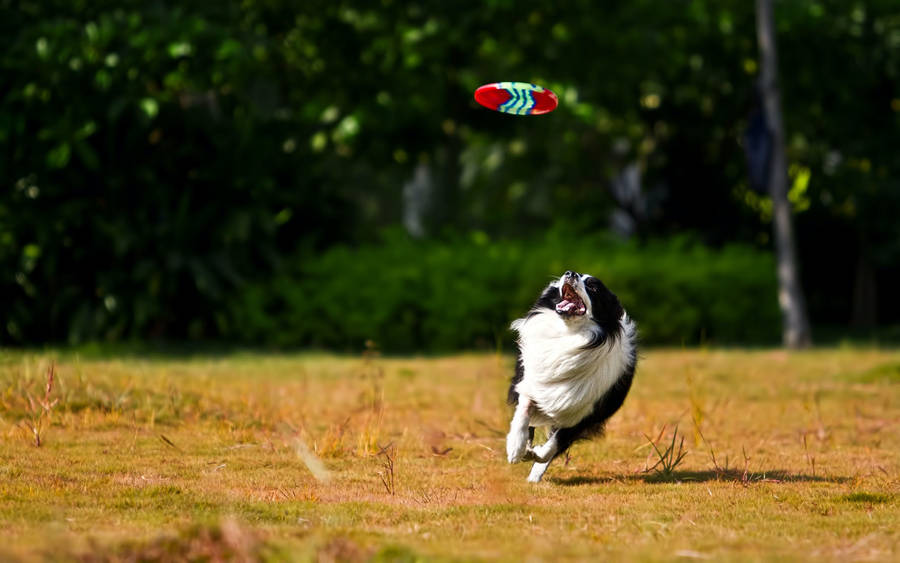 Border Collie Plays Ultimate Frisbee Wallpaper