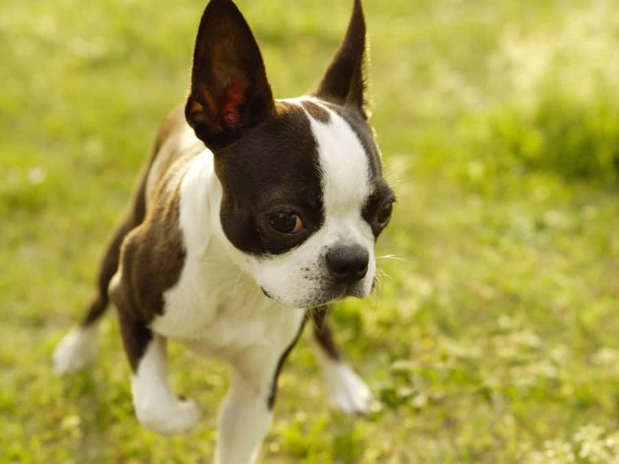 Boston Terrier Gait Close Up Cute Wallpaper