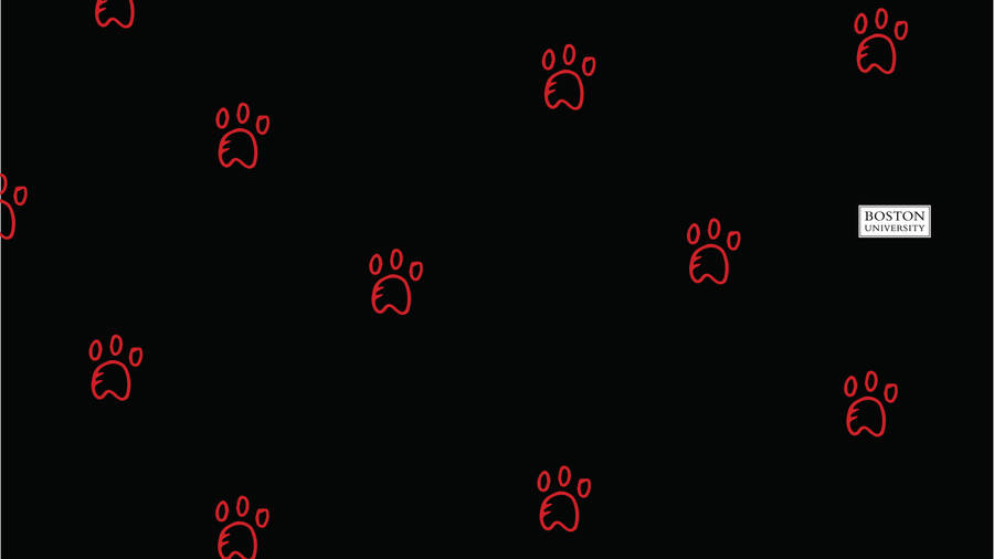 Boston University Red Paw Prints On Black Wallpaper