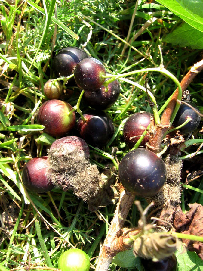 Botrytis In Blackcurrant Wallpaper