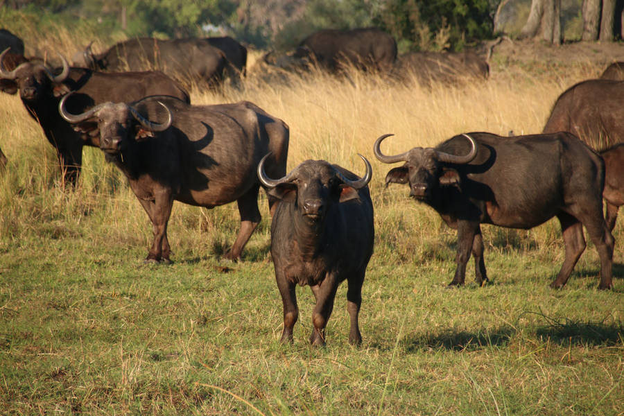 Botswana Cape Buffalo Wallpaper