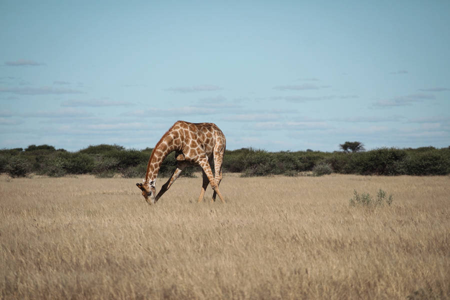 Botswana Giraffe Eating Grass Wallpaper