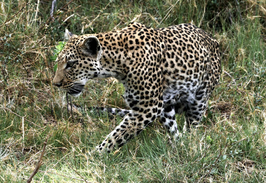 Botswana Leopard Wallpaper