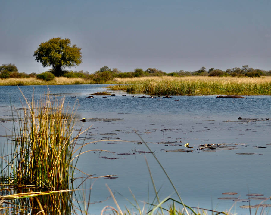 Botswana Okavango Delta Wallpaper