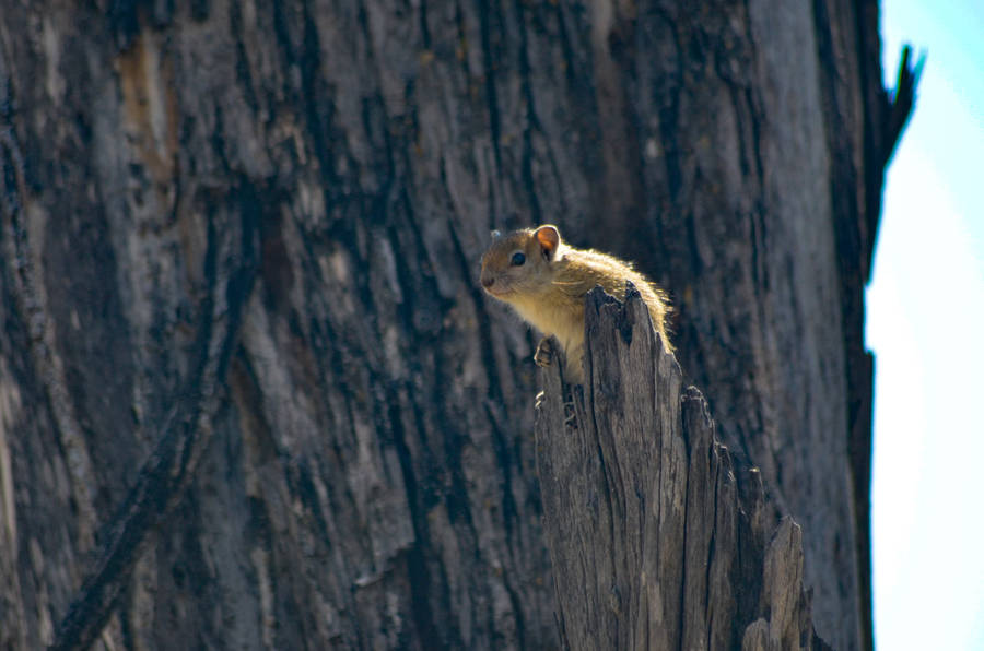 Botswana Squirrel On Stump Wallpaper