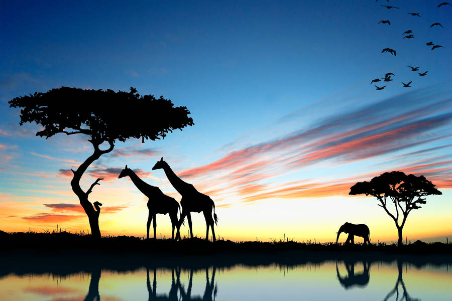 Botswana Wildlife Silhouettes Wallpaper