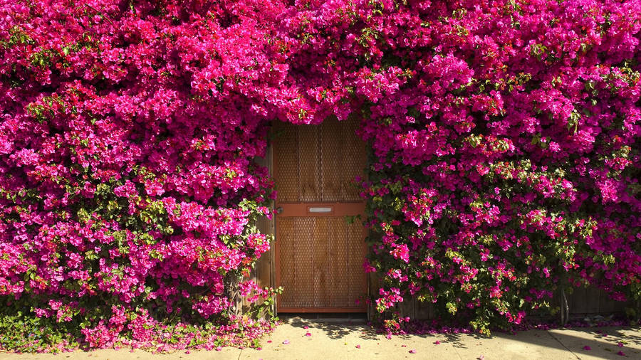 Bougainvillea Flowers Wall Wallpaper