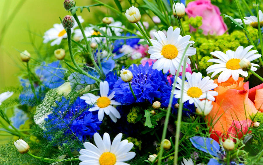 Bouquet Of Blue Cornflowers Wallpaper