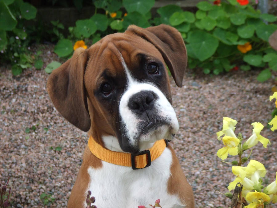 Boxer Dog Adorable Tilted Wallpaper