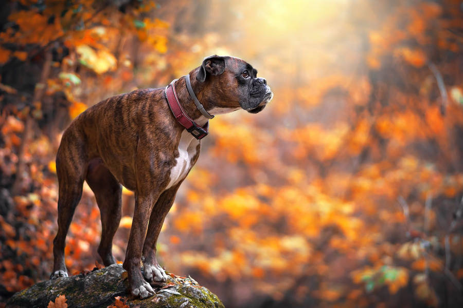 Boxer Dog Creative Photography Wallpaper