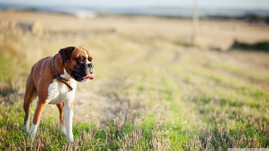 Boxer Dog Field Sunny Wallpaper