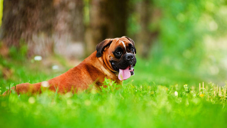 Boxer Dog Field Tongue Wallpaper