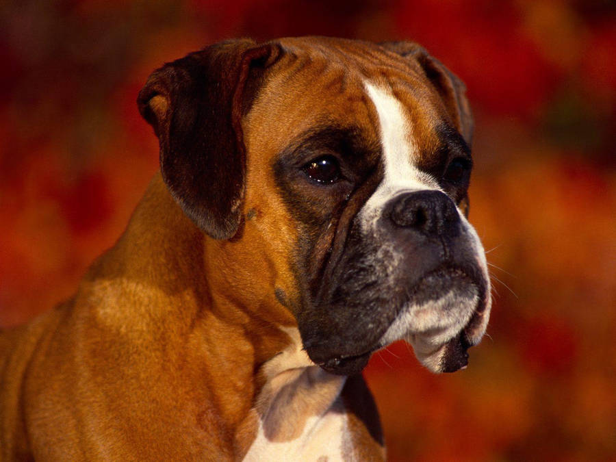 Boxer Dog Right Side Wallpaper