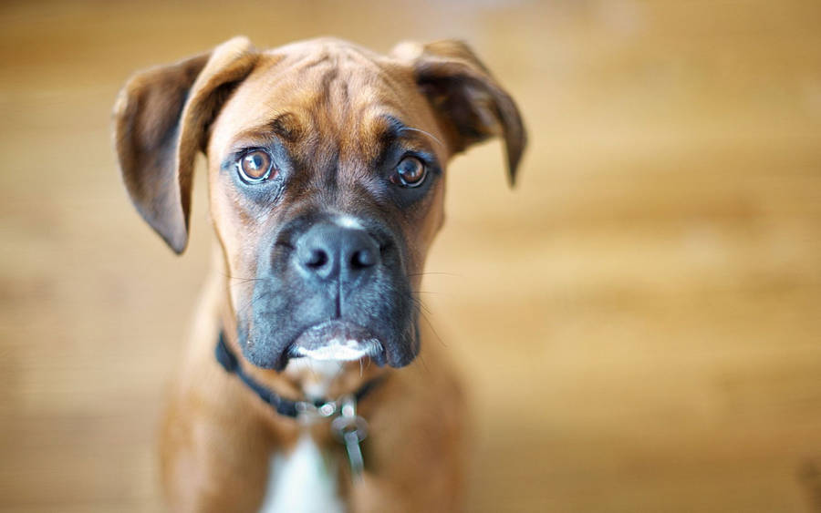 Boxer Dog Wooden Brown Wallpaper