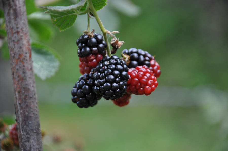 Boysenberry Hybrid Of Raspberry Family Wallpaper