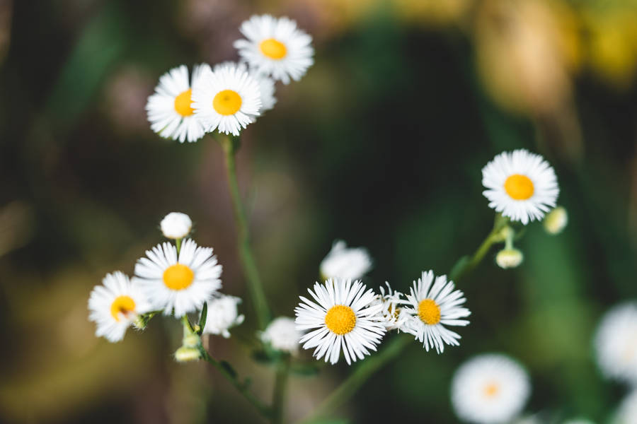 Branch Full Of Daisy Natural Flower Wallpaper