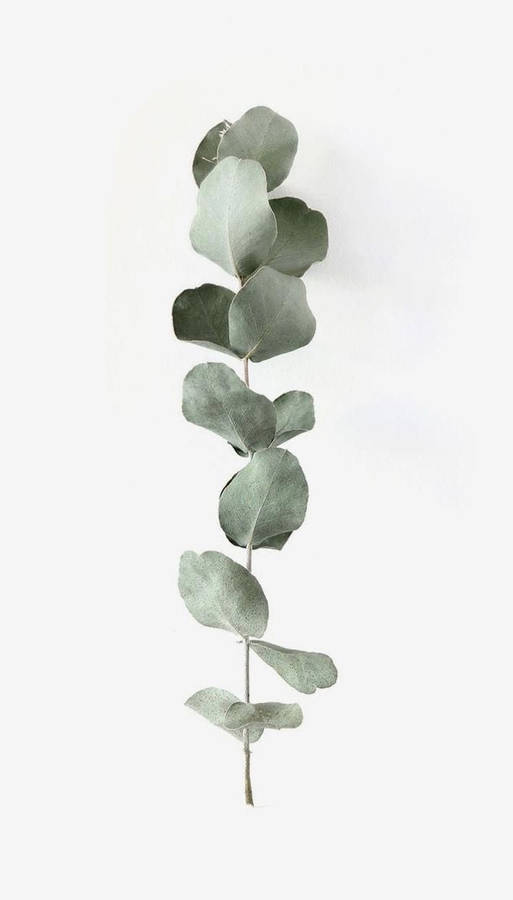 Branch Of Eucalyptus Leaf Wallpaper