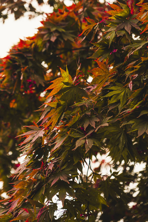 Branch With Leaves Best Autumn Wallpaper