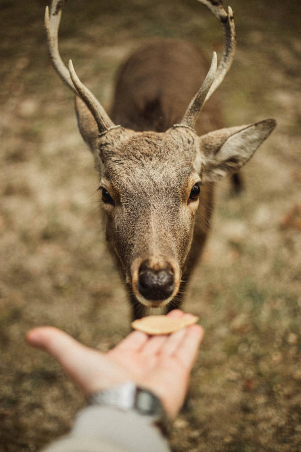 Brave Deer Feeder Wallpaper