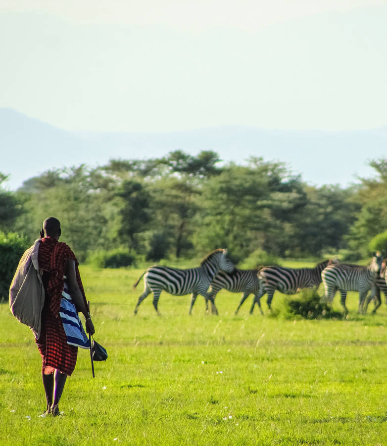 Brave Native With Zebras Wallpaper