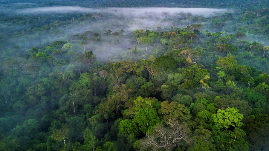 Brazilian Amazon Rainforest Wallpaper