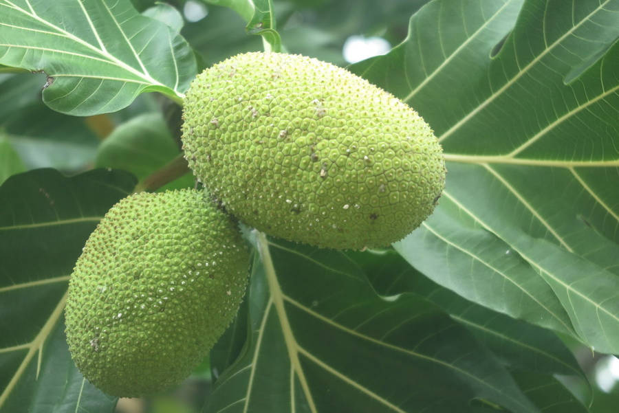 Breadfruit During Daylight Wallpaper