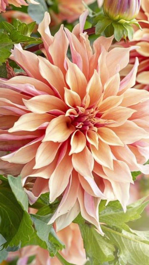 Break Out Dahlia Wallpaper