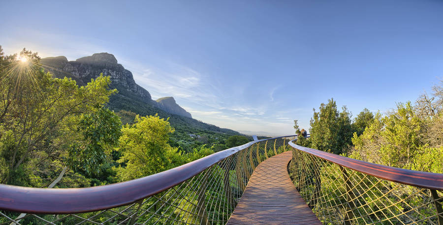 Bridge Garden In Cape Town Wallpaper