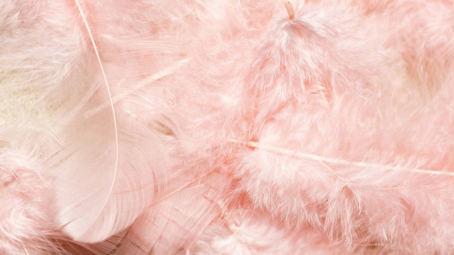 Bright And Bold Pink Feathers Wallpaper
